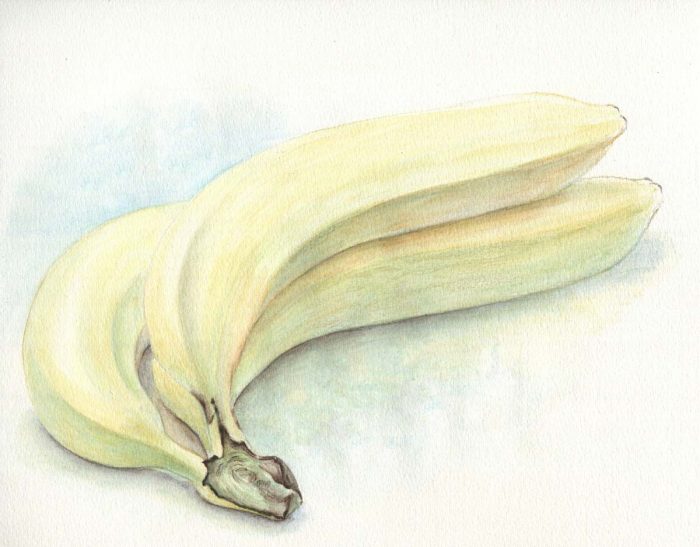 水彩色鉛筆で描くバナナ - 横浜のアートスタジオ／Sissi（シシ）