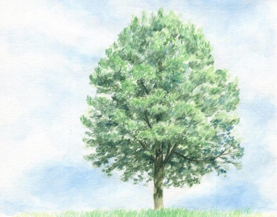 ASAGA作品一覧樹木 木 水彩画 絵 絵画 水彩色鉛筆 風景画