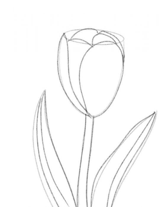 tulip_2web