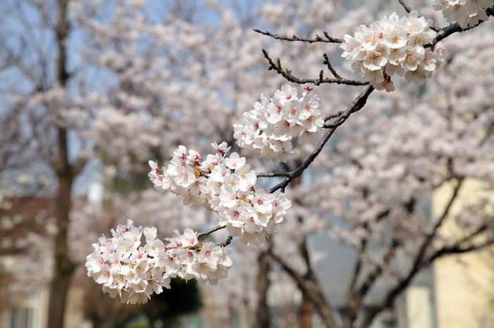 cherry-blossom-5012544_1280web